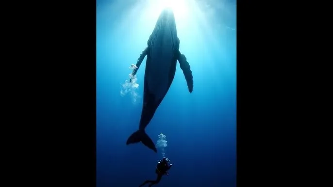 蜜桃视频app - 深蓝星球：探索海洋深处的未知世界